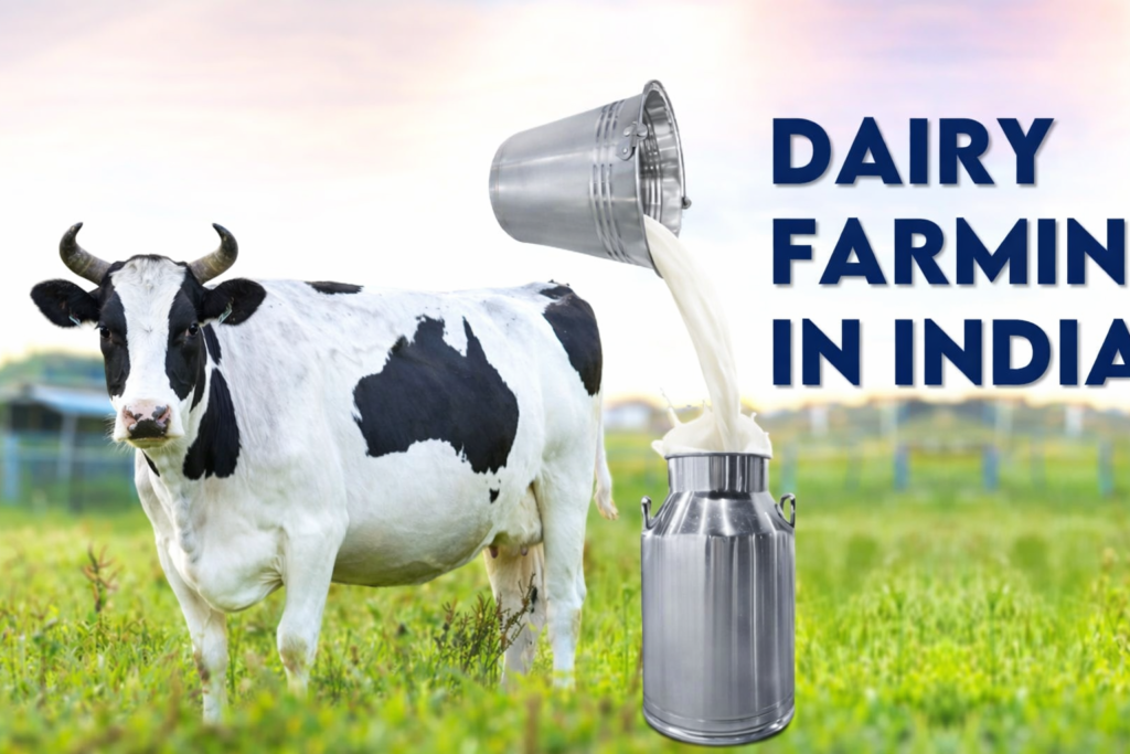 Dairy Farming in India में आधुनिक दूध उत्पादन, हरे खेत में सींग वाली गाय और स्टील के कैन में दूध संग्रह का दृश्य