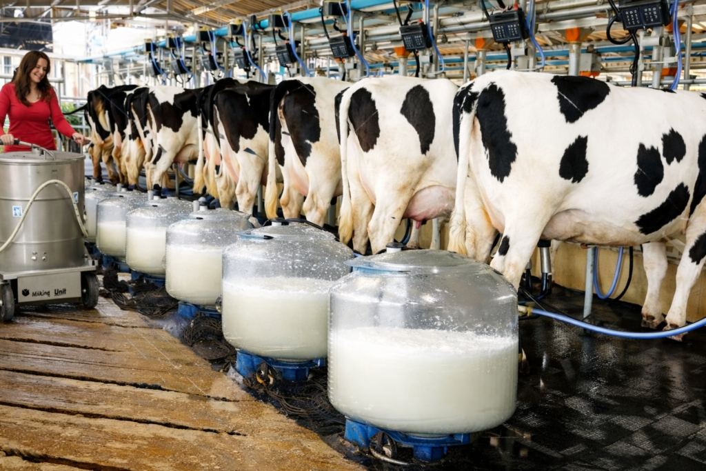 Modern Dairy Farming में automated milking system, डेयरी फार्म में कतार में खड़ी गायें और दूध संग्रह के कंटेनर