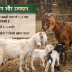 Goat Farming Business Plan